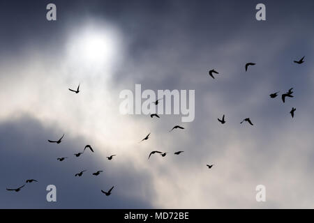 Un branco di piccioni volare in un giorno nuvoloso con blured sun in bacground.Silhouette di un gregge di piccioni Foto Stock