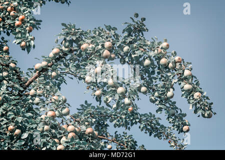 Nel giardino sui rami di alberi di pera matura la mietitura. Foto Stock