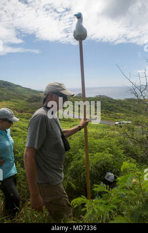 Eric VanderWerf, un biologo con la Pacific Rim Conservazione, installa una trappola Booby bird in cima Ulupa'u cratere, gamma Training Facility, Marine Corps base Hawaii, Marzo 15, 2018. Ambientali di base ha collaborato con la Pacific Rim Conservazione, U.S. Pesci e fauna selvatica, servizio e Oikonos nel tentativo di riposizionare rosso-footed Booby uccelli marini. I maniaci e gli altoparlanti sono posti su alberi in allontanamento dalla zona di cottura in modo che gli Stati Uniti Marines saranno in grado di formare, producono la prontezza e minimizzare l'impatto di questo federalmente specie protette. (U.S. Marine Corps foto di Sgt. Zachary Orr) Foto Stock