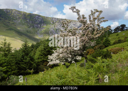 Escursioni in montagna paesaggio. Wicklow Mountains Hiking trail. Wicklow, Irlanda Foto Stock