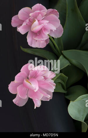 Tulipani olandesi che fiorisce in primavera,Amsterdam e il Keukenhof Foto Stock