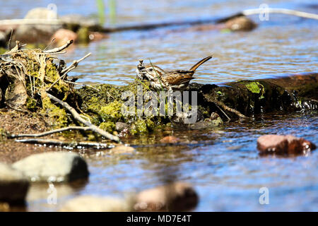Gorrion. .Cuenca del Rio San Pedro, Naturalia Foto Stock