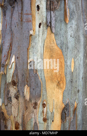 Texture e modelli in questo close-up di corteccia di albero di gomma. Foto Stock