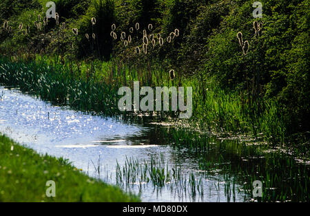 Hermo, canne Kenfig Riserva Naturale Nazionale, Gwent livelli, Wales, Regno Unito, GB. Foto Stock