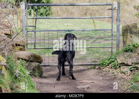 Un nero labrador retriever sorge in corrispondenza di un cancello in attesa di essere aperto. Foto Stock