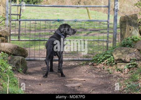 Un nero labrador retriever sorge in corrispondenza di un cancello in attesa di essere aperto. Foto Stock