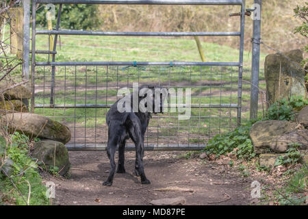 Un nero labrador retriever sorge in corrispondenza di un cancello in attesa di essere aperto. Foto Stock