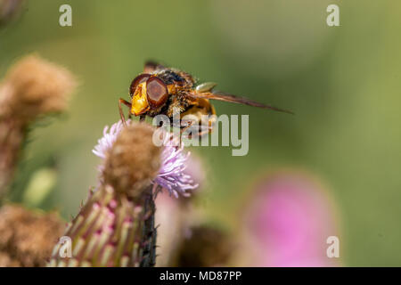 Hoverfly (UK) close up. La hoverfly prende il nettare da un fiore di cardo. Foto Stock
