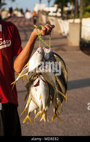 Pesce in mano a Puerto Vallarta, Messico Foto Stock