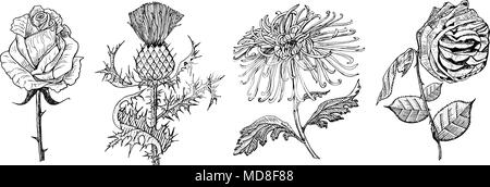 Botanico di nozze fiori nel giardino o impianto a molla. Aster, dahlia con foglie e germogli, Bardana e medicinali alle erbe. Illustrazione Vettoriale. incisi disegnati a mano nel vecchio vintage schizzo per scheda. Illustrazione Vettoriale