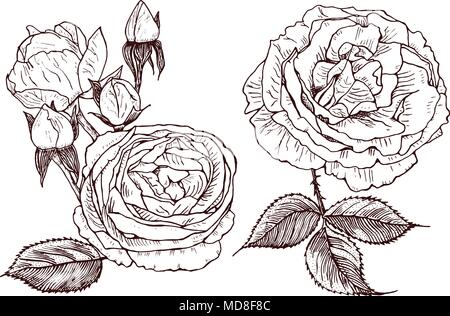 Botanico di nozze fiori nel giardino o impianto a molla. Rose e peonie con foglie e germogli. Illustrazione Vettoriale. incisi disegnati a mano nel vecchio vintage schizzo per scheda. Illustrazione Vettoriale