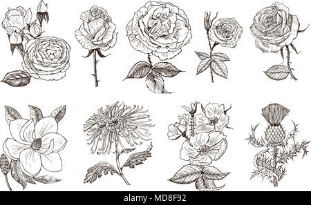 Set di nozze fiori botanico nel giardino o impianto a molla. Aster, dahlia con boccioli, le peonie e le rose, narcisi. Illustrazione Vettoriale. incisi disegnati a mano nel vecchio vintage schizzo per scheda. Illustrazione Vettoriale