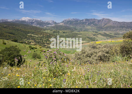 Vista sulle montagne della Sierra de Grazalema Parco Naturale da Puerto de Montejaque, la provincia di Cadiz Cadice, Andalusia, Spagna, Europa Foto Stock