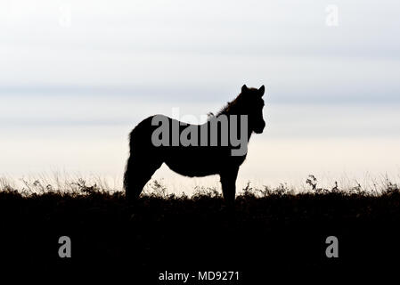 Un lone Exmoor pony free roaming su pendii aperti di ostacolo verso il basso nel Parco Nazionale di Exmoor non lontano da Dunkery Beacon in Somerset, Inghilterra Foto Stock