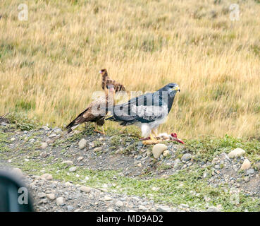 Nero chested buzzard eagle $ crestato meridionale caracaras con roadkill, Parco Nazionale Torres del Paine, Patagonia, Cile, Sud America Foto Stock