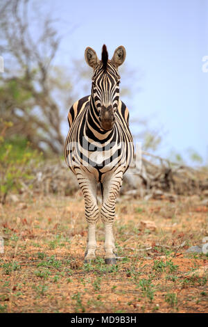 La Burchell Zebra (Equus quagga burchelli), Adulto, frontale, vista diretta, Kruger National Park, Sud Africa Foto Stock