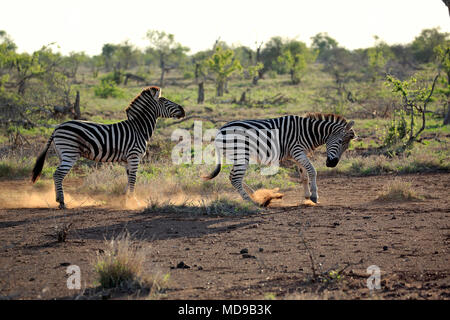 La Burchell zebre (Equus quagga burchelli), Adulto, due maschi combattimenti, il comportamento sociale, Kruger National Park, Sud Africa Foto Stock