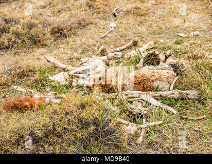 La carcassa di dead guanaco Lama guanicoe, probabile puma kill, Parco Nazionale Torres del Paine, Patagonia, Cile, Sud America Foto Stock