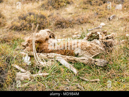 La carcassa di dead guanaco Lama guanicoe, probabile puma kill, Parco Nazionale Torres del Paine, Patagonia, Cile, Sud America Foto Stock