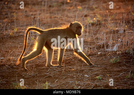 Chacma baboon (Papio ursinus), Adulto, retroilluminato maschio al tramonto, il Parco Nazionale Kruger, Sud Africa Foto Stock