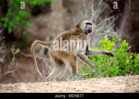 Chacma baboon (Papio ursinus), Adulto, acceso, Kruger National Park, Sud Africa Foto Stock