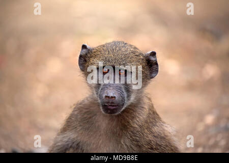 Chacma baboon (Papio ursinus), giovane animale, animale ritratto, attento, il Parco Nazionale Kruger, Sud Africa Foto Stock