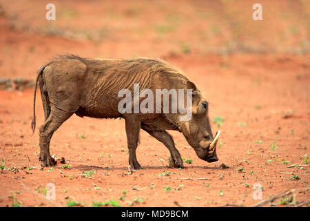 Warthog (Phacochoerus aethiopicus), Adulto rovistando, Kruger National Park, Sud Africa Foto Stock