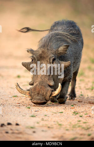 Warthog (Phacochoerus aethiopicus), Adulto rovistando, Kruger National Park, Sud Africa Foto Stock