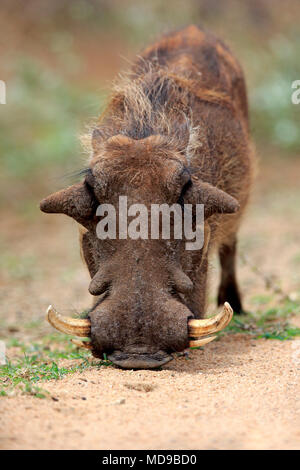 Warthog (Phacochoerus aethiopicus), Adulto rovistando, Kruger National Park, Sud Africa Foto Stock