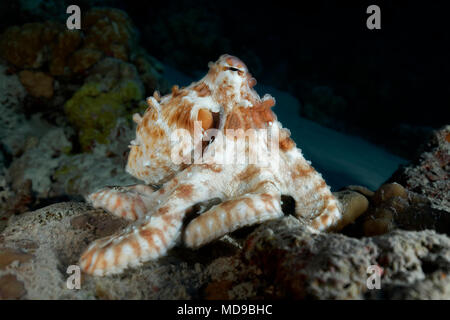 Polpo (Octopus vulgaris), di notte, Oceano Indiano, Maldive Foto Stock