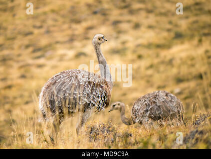 Coppia di Darwin nandù, o minore rhea, Rhea pennata, Parco Nazionale Torres del Paine, Patagonia, Cile, Sud America Foto Stock