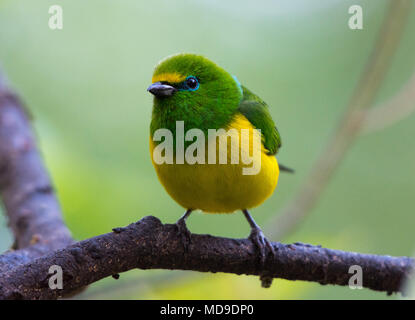 Un Blu-naped Chlorophonia (Chlorophonia cyanea) appollaiato su un ramo. La Colombia, Sud America. Foto Stock