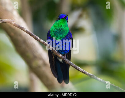 Un colorato incoronato Woodnymph (Thalurania colombica colombica) che mostra il suo splendido piumaggio. La Colombia, Sud America. Foto Stock