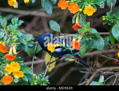 Un white-sided Flowerpiercer (Diglossa albilatera) alimentazione sul fiore sboccia. El Dorado riserva. La Colombia, Sud America. Foto Stock