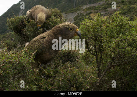 Kea uccelli nelle montagne dell'Isola del Sud della Nuova Zelanda, nei pressi di Arthur's Pass Foto Stock