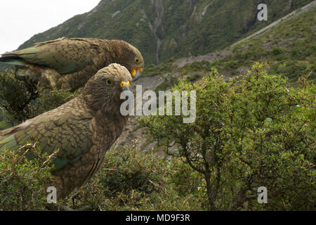 Kea uccelli nelle montagne dell'Isola del Sud della Nuova Zelanda, nei pressi di Arthur's Pass Foto Stock