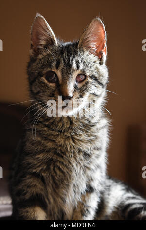 Fred parzialmente cieco gattino domestico seduto in presenza di luce solare. Foto Stock