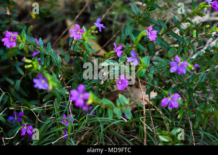 Minuscoli fiori selvatici viola dopo una pioggia del pomeriggio. Foto Stock