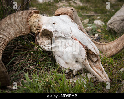 Cranio di una pecora con corna giacente sul terreno, Cherso Croazia Foto Stock