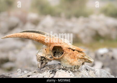 Cranio di una pecora con corna giacente su una roccia, Cherso Croazia Foto Stock