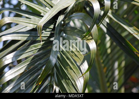 Foglia di Palma Foto Stock