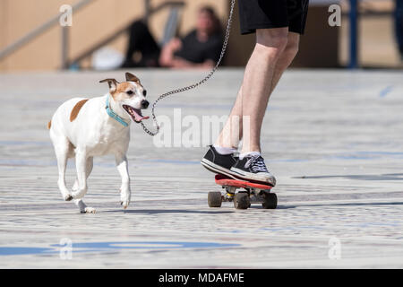 Un uomo lo skateboard con il suo cane migliore amico sul tappeto di commedia al mare sul lungomare di Blackpool promenade Foto Stock