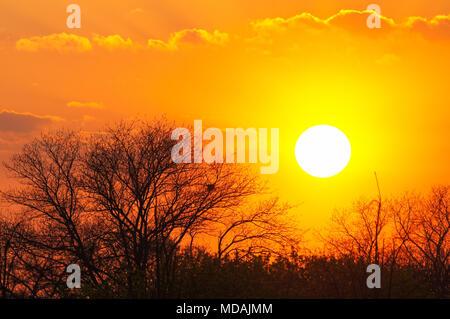 Sole che tramonta dietro al vuoto a rami di alberi Foto Stock