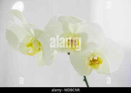 Ramo di orchidea bianca in vaso sulla tabella. Foto Stock