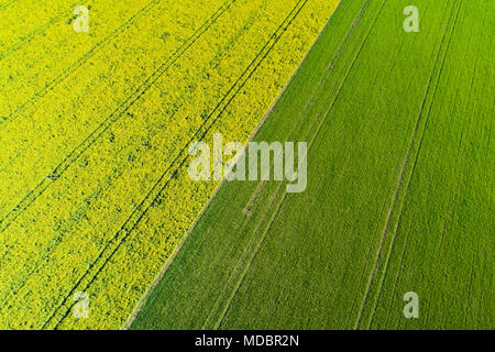 Tracce di pneumatici in giallo campo di colza, vicino a Methven, metà Canterbury, South Island, in Nuova Zelanda - antenna fuco Foto Stock