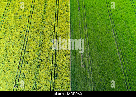 Tracce di pneumatici in giallo campo di colza, vicino a Methven, metà Canterbury, South Island, in Nuova Zelanda - antenna fuco Foto Stock