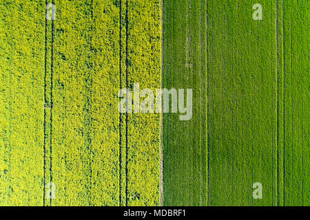 Tracce di pneumatici in giallo campo di colza, vicino a Methven, metà Canterbury, South Island, in Nuova Zelanda - antenna fuco Foto Stock