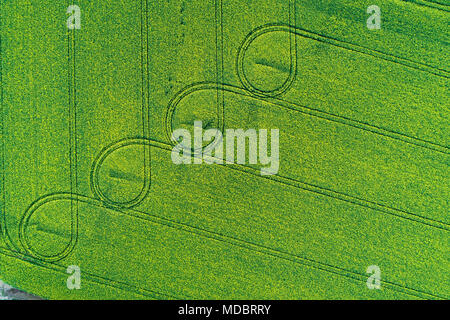 Tracce di pneumatici in giallo campo di colza, vicino a Methven, metà Canterbury, South Island, in Nuova Zelanda - antenna fuco Foto Stock