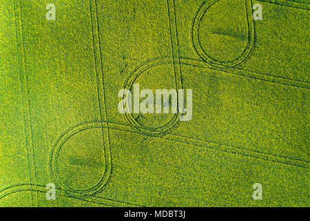 Tracce di pneumatici in giallo campo di colza, vicino a Methven, metà Canterbury, South Island, in Nuova Zelanda - antenna fuco Foto Stock