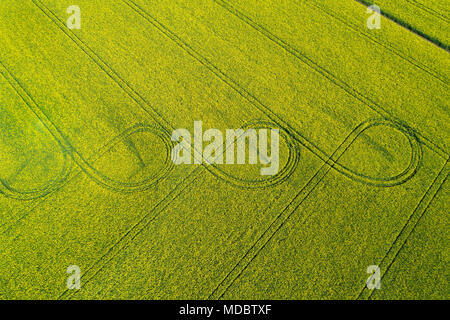 Tracce di pneumatici in giallo campo di colza, vicino a Methven, metà Canterbury, South Island, in Nuova Zelanda - antenna fuco Foto Stock